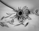 Broken Flowers of The Catholic Homesteading Movement