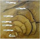 http://wattsupwiththat.files.wordpress.com/2010/03/uofa_sequoia_tree_ring.jpg