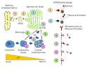 5- <b>Endosomas</b>.