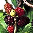 http://www.meridian.k12.il.us/middle%2520school/student_work/Ciarra_Trees/mulberry%2520fruit.jpg