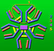 <b>Immunoglobulin M</b>