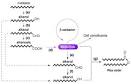  Wax ester production by bacteria 10.1016/S1369-5274(03)00053-5 ... 