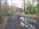 Bridleway in Great Beards Wood - via Daymix