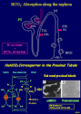 Transporter Biology and Physiology: Michael F. Romero - The ...