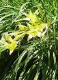 Daylily - Wikipedia, the free encyclopedia
