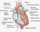 CIRCULATORY SYSTEMS