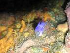 Need Help With This Fish ID - Cozumel Reef Pic From March 2009 ...