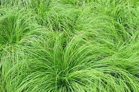 Attēlu rezultāti vaicājumam “Carex montana”