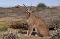 caracal pronunciation