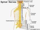 Spinal <b>Nerves</b>