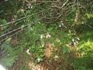 Jumping Jack. Otherwise known as Himalayan Balsam. - via Daymix
