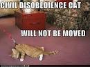 CIVIL DISOBEDIENCE CAT - Lolcats - Funny Pictures of Cats - I Can ...