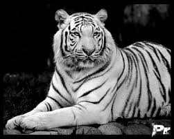 images?qtbnANd9GcSb9LVlHdzsuFrESU3tJnlwYlWYhIUAgbo h3fKiYKFV65JFWhYOw