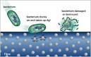 How Trevira CS Bioactive works