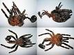 Exuvia - Wikipedia, the free encyclopedia