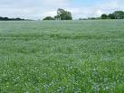Linseed flax (Linum - via Daymix
