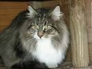 File:Rania Feux d Aures chat norvegien.jpg - Wikipedia