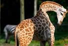 Singapore Giraffe Baby Photo,Singapore Giraffe Baby Pictures ...