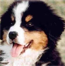 Blog de paulaely : Focinhos; Amor Incondicional!, Bernese Moutain Dog.