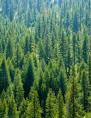 Siberian Pine Tree Pinus Sibirica