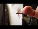 Insect Wings