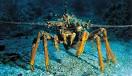 Crustaceans - Treasures of the Sea