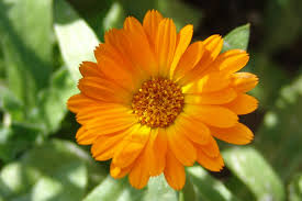 Calendula