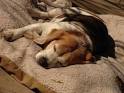 Best Remedies to Cure Chronic Diarrhea in Dogs | eHow.
