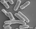 File:Fission yeast .jpg - Wikipedia, the free encyclopedia