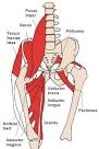 File:Anterior Hip Muscles 2.PNG - Wikipedia, the free encyclopedia