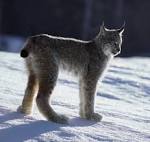 Feds Neglect Southern Rockies in Final Critical Habitat ...