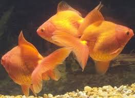 Gold Fish كل ما تريد معرفتة عن الجولد فيش فى صورة سؤال وجواب  Images?q=tbn:ANd9GcScV3EJJi5BgGVd5-x_Vt0LkwZ-zsX6sYhCPE_KHsSVsI9Wg8Am