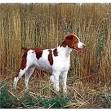 Brittany Spaniel Puppies Dog breed insight