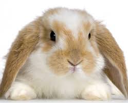 http://t3.gstatic.com/images?q=tbn:ANd9GcScfDmsg8JgfA3mJ2A904YJLdNTRUP-t4eTViAyYJOMehx3FjW_