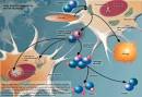 Free Radicals Guide - Free Radicals Information