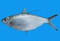 Clupeidae - Herrings -- Discover Life