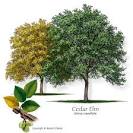 Texas Tree Selector: Tree Description