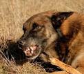 dog behaviour canine whispers