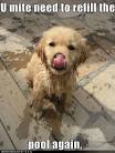 http://funnypicturesimages.com/images/image/clotilde-cute-puppy-pictures-.jpg