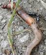 Earthworm - Wikipedia, the free encyclopedia