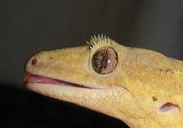 images?q=tbn:ANd9GcSd1ejHJCorQ1a2j8SM7Lb4JQ0tSGbkmV3kx4bNabB-gIX0Bj4w