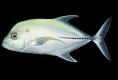 Carangidae - Jacks and Pompanos -- Discover Life