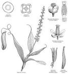Angiosperm Families - Nepenthaceae Dum.