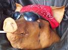 The Recruiting Edge: Living High on the HOG