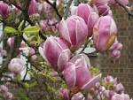<b>Magnolia</b> soulangiana flower