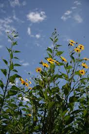 sunchoke