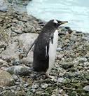 of penguin this is as the - via Daymix