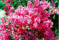 Buying and Planting Azaleas