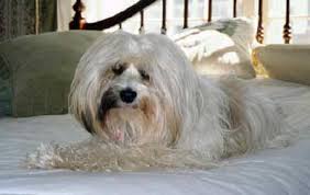 Bildergebnis für ‫سگ واقی وکربه واقی‬‎