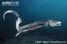 Frilled shark videos, photos and facts - Chlamydoselachus.